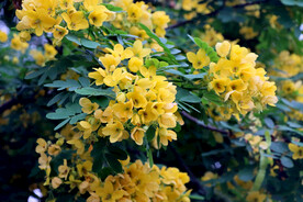 黄槐决明花