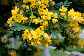 黄槐决明花
