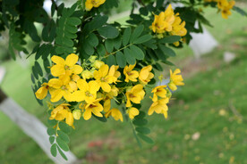 黄槐决明花