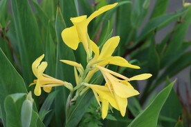 黄花美人蕉
