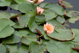 粉睡莲花