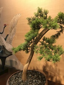 绿植绿叶植物 