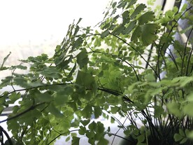 绿植绿叶植物 