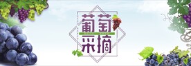 采摘葡萄