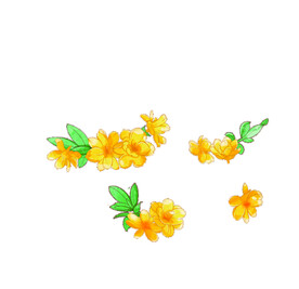 迎春花