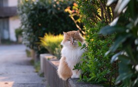 猫猫