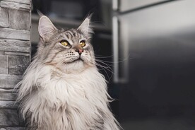 猫猫