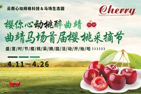 樱桃节采摘樱桃