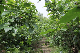 桑葚树林