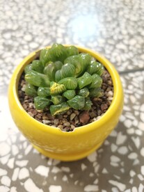 玉露