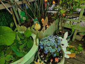花园花卉