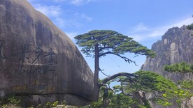 黄山迎客松