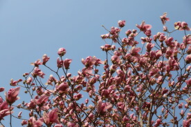 玉兰花开