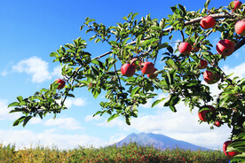 静宁红富士苹果树