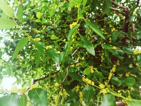 枣花