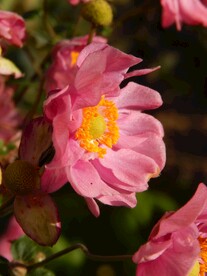 野棉花