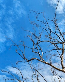 苍枝