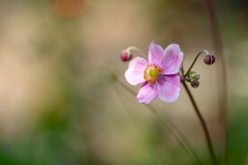 野棉花