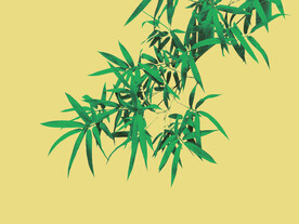 竹林竹叶竹子