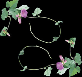 牵牛花