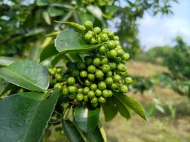 青花椒