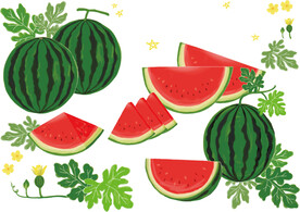 西瓜矢量插画