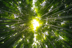 竹林