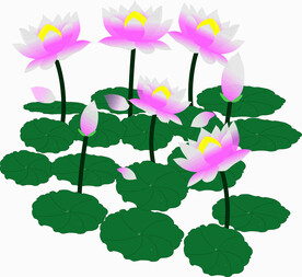 莲花