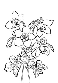玫瑰花 耧斗花