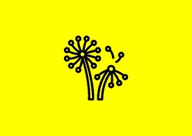 蒲公英