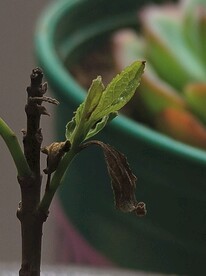 绿植特写