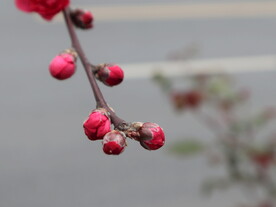 碧桃花