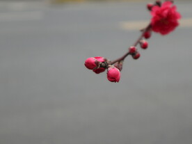 碧桃花