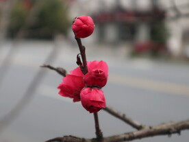 碧桃花