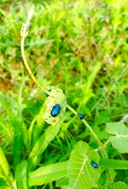 蓝色甲壳虫