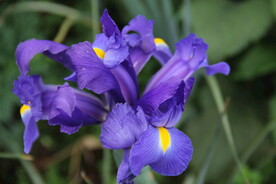 紫花