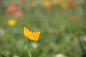 黄色花花