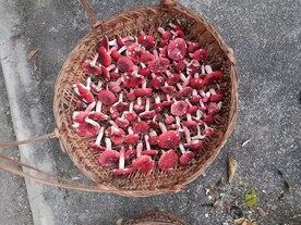 野生红菇