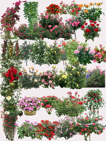 月季花