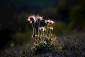 牛铃花 
