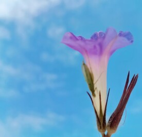 喇叭花