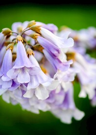 泡桐花