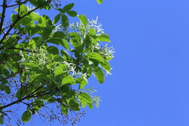 流苏树花