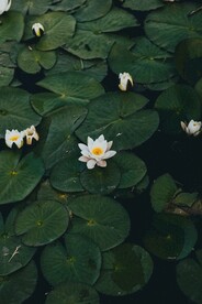 白色荷花高清摄影
