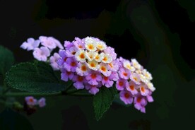 马缨花露水