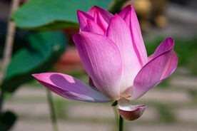池塘荷花