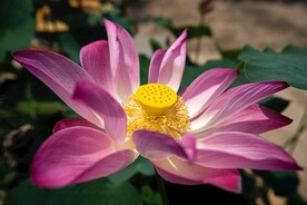 荷花绽放