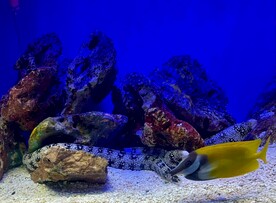 海鳗