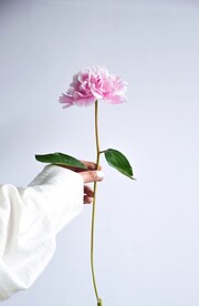 一朵鲜花