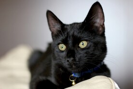 黑猫